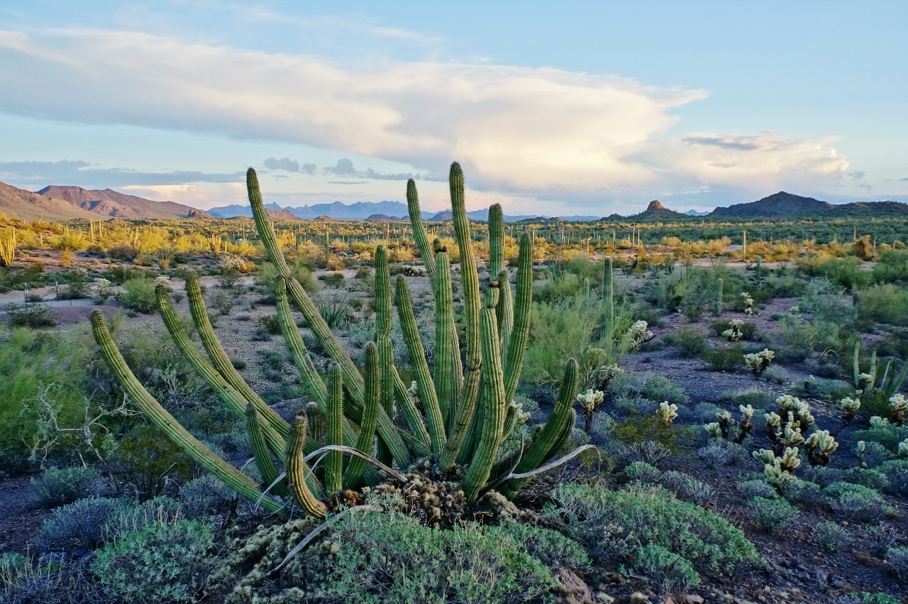 Ajo AZ
