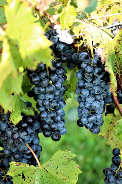 Finger Lakes grapes