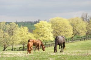 Springtime in Kentucky