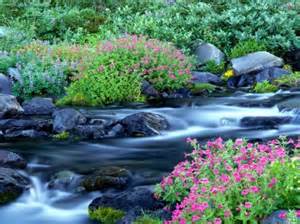 Spring in The GA Mountains