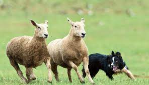 Sheep Dog Meeter