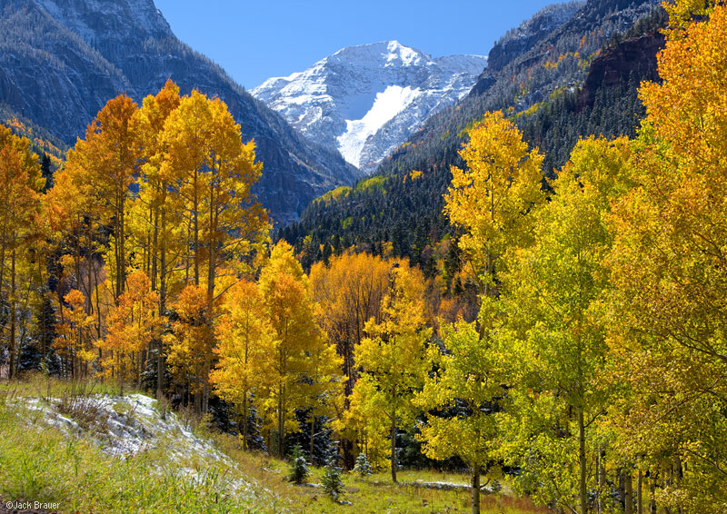 CAC Ouray Aspens in Fall