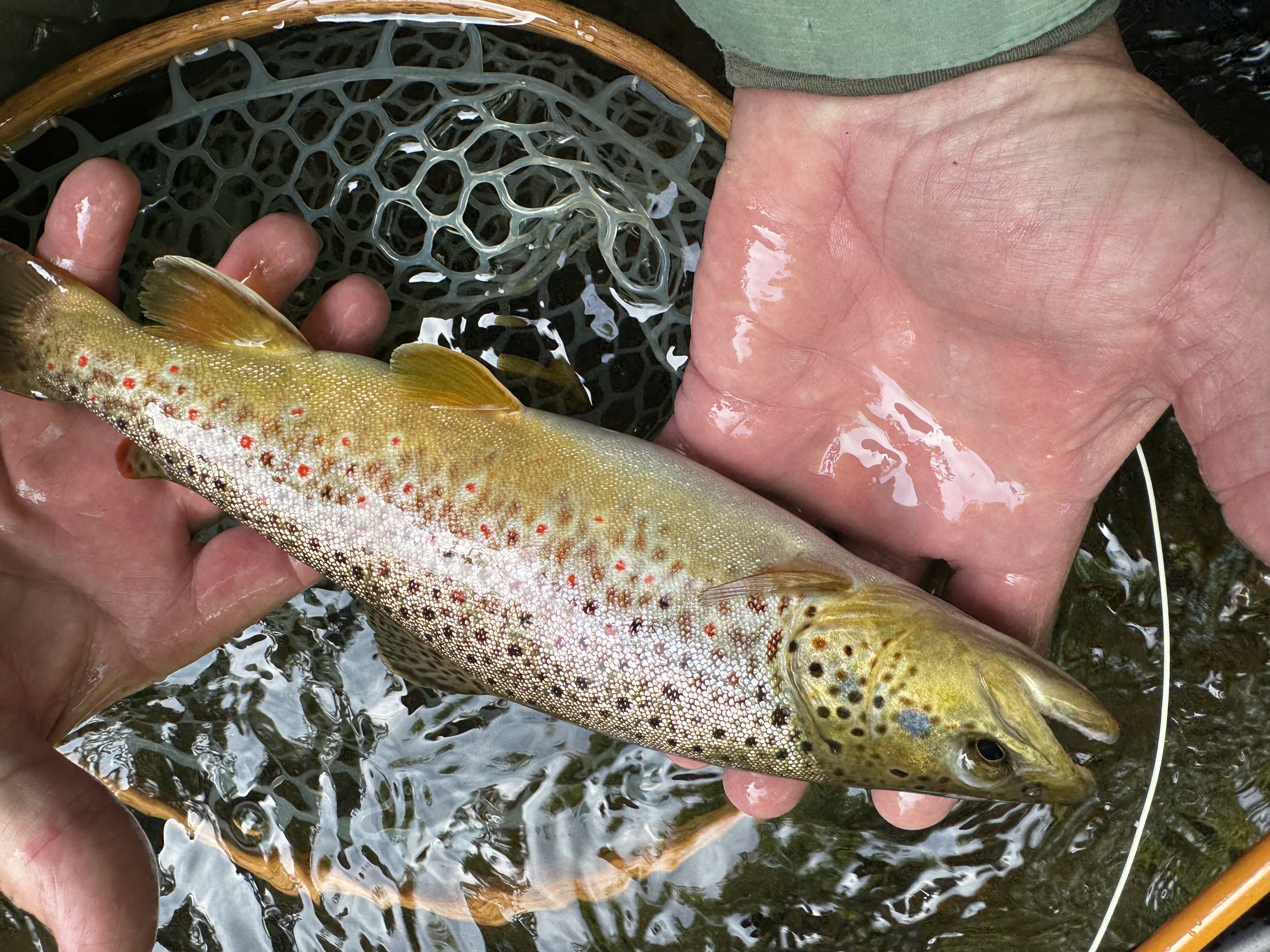 Vt Fly Fishing