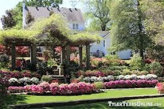 thlac azaleas
