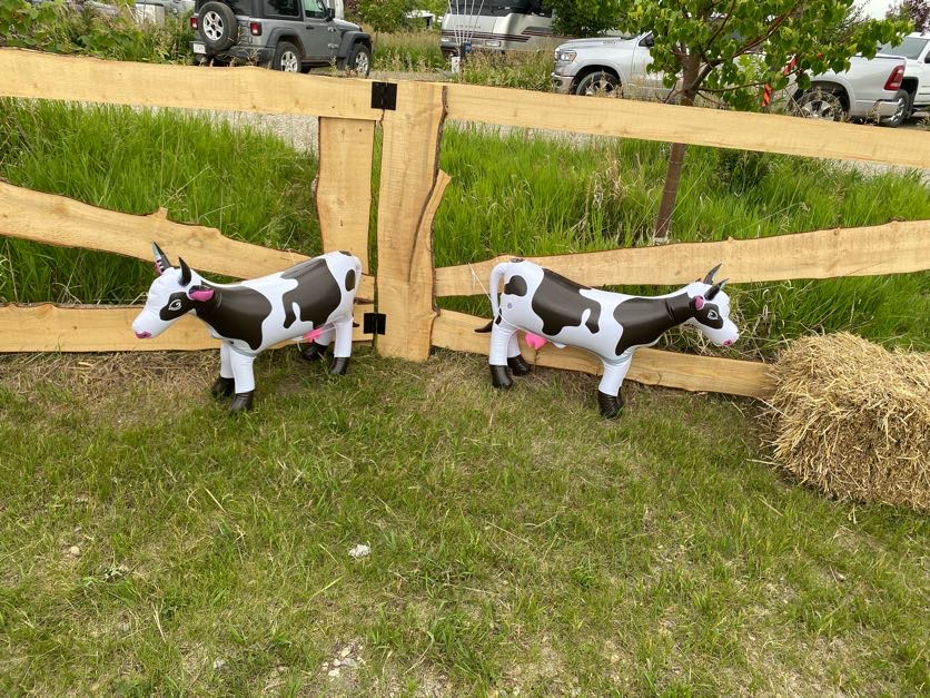 Cows 1