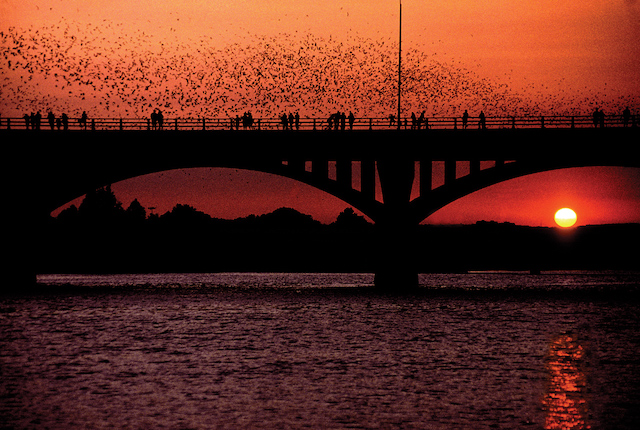 bats at sunset