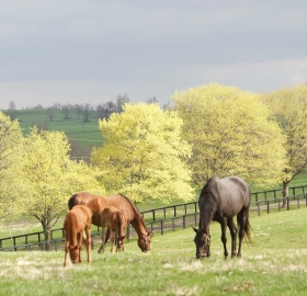 Springtime in KY caravan