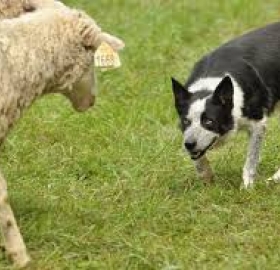 Sheep Dog Teaser