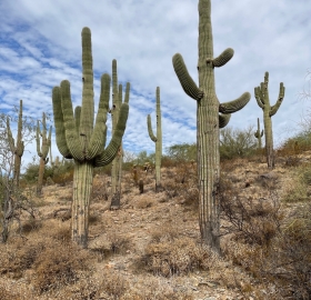 Tucson Saguaros