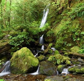 Quinault Rainforest
