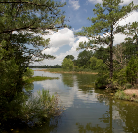 2025-03_Bastrop_State_Park