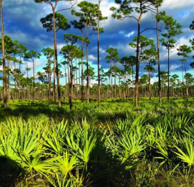 Jonathan Dickinson State Park