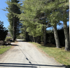 Pineola 2