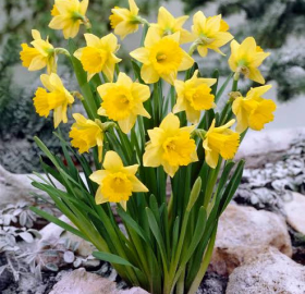 fleurs
