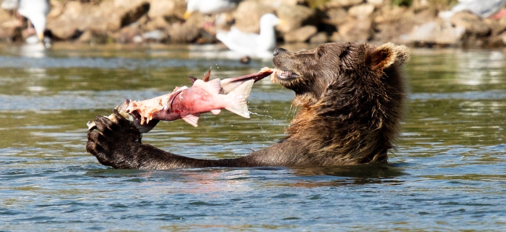 Bear