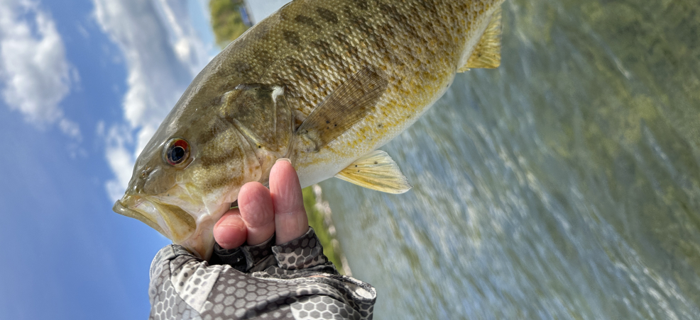 Perch