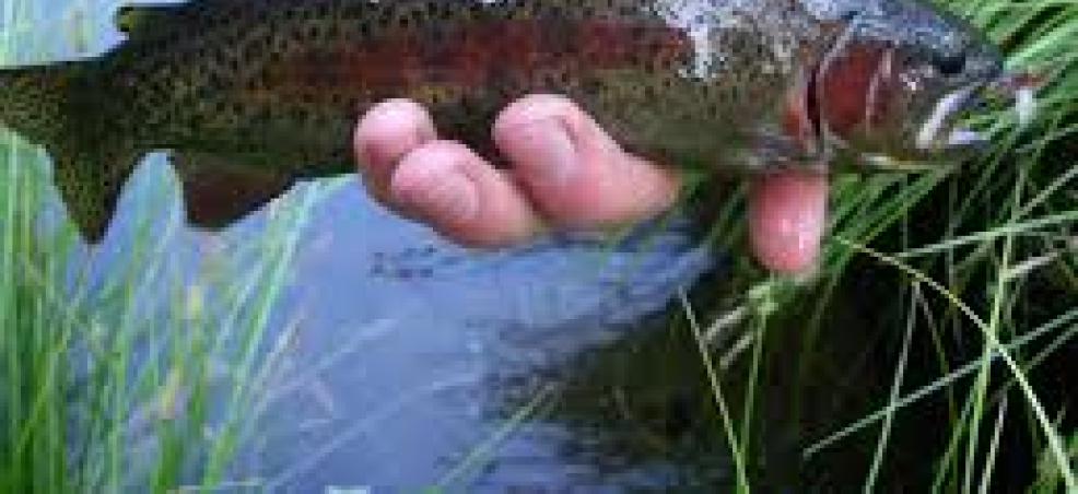 Trout