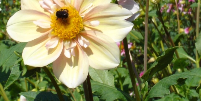 Dahlia