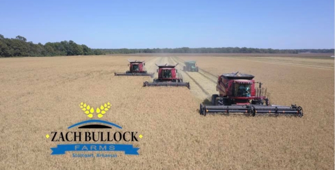 AR Razorback - Zach Bullock Farms