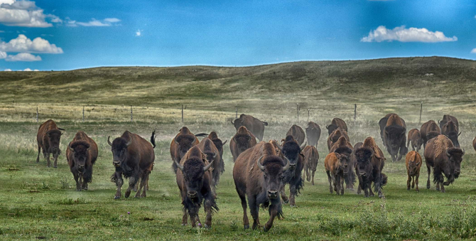 cac bison ranch