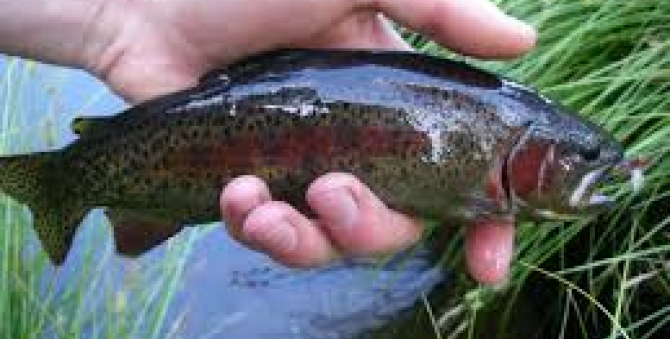 Trout