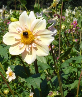 Dahlia