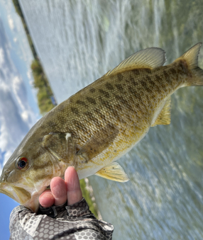 Perch