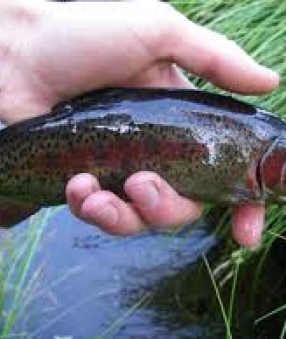Trout