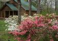 Spring bloom of the Rhododendrons